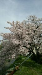 桜4.jpg